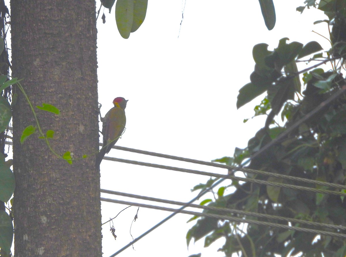 Lesser Yellownape - ML641795273