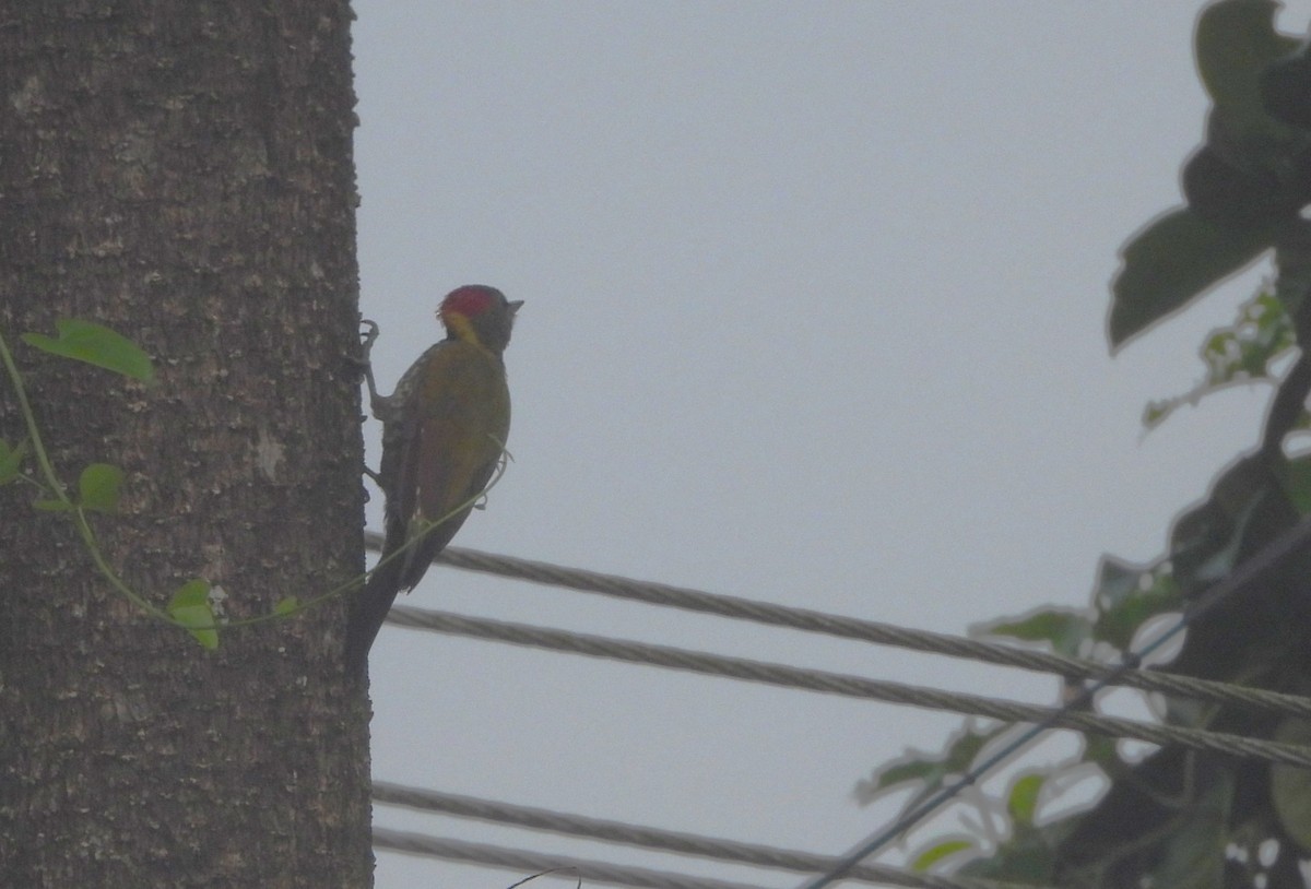 Lesser Yellownape - ML641795274