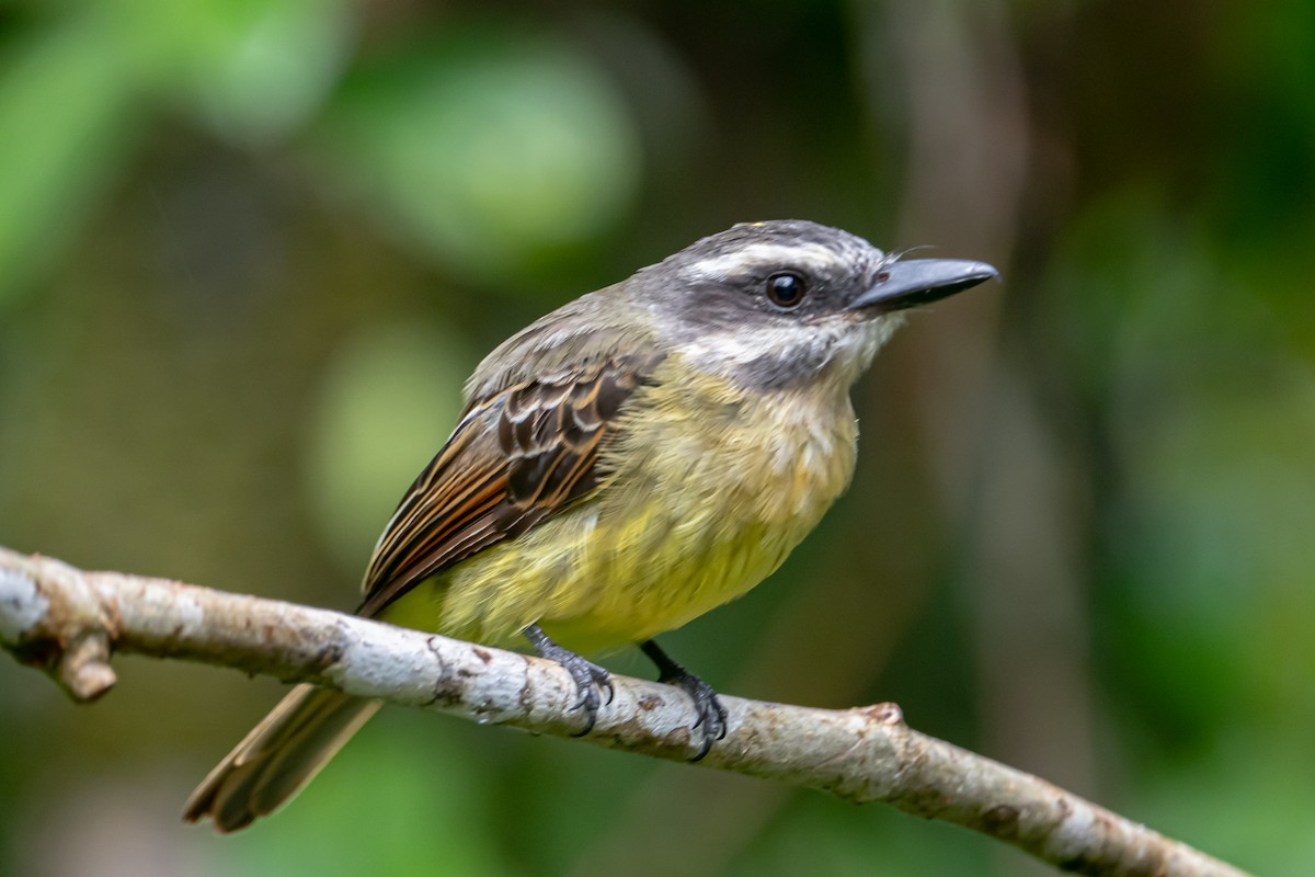 Golden-bellied Flycatcher - ML641795299