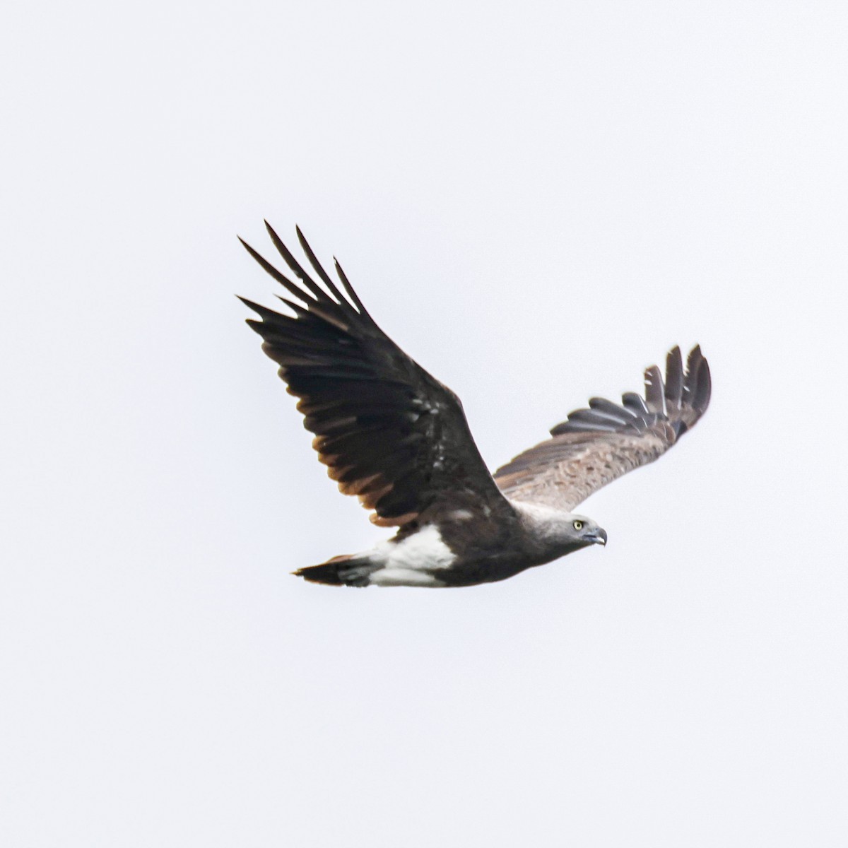コウオクイワシ - ML641795305