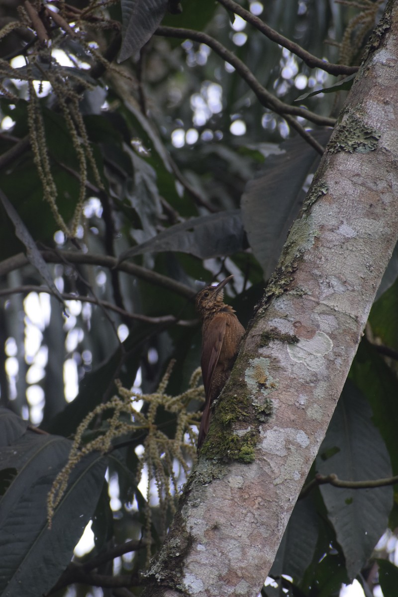 Black-banded Woodcreeper - ML641795324
