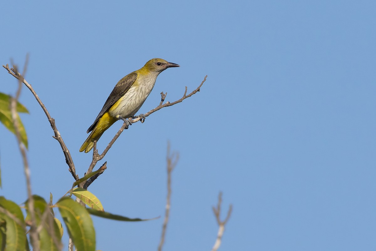 Eurasian Golden Oriole - ML641795335