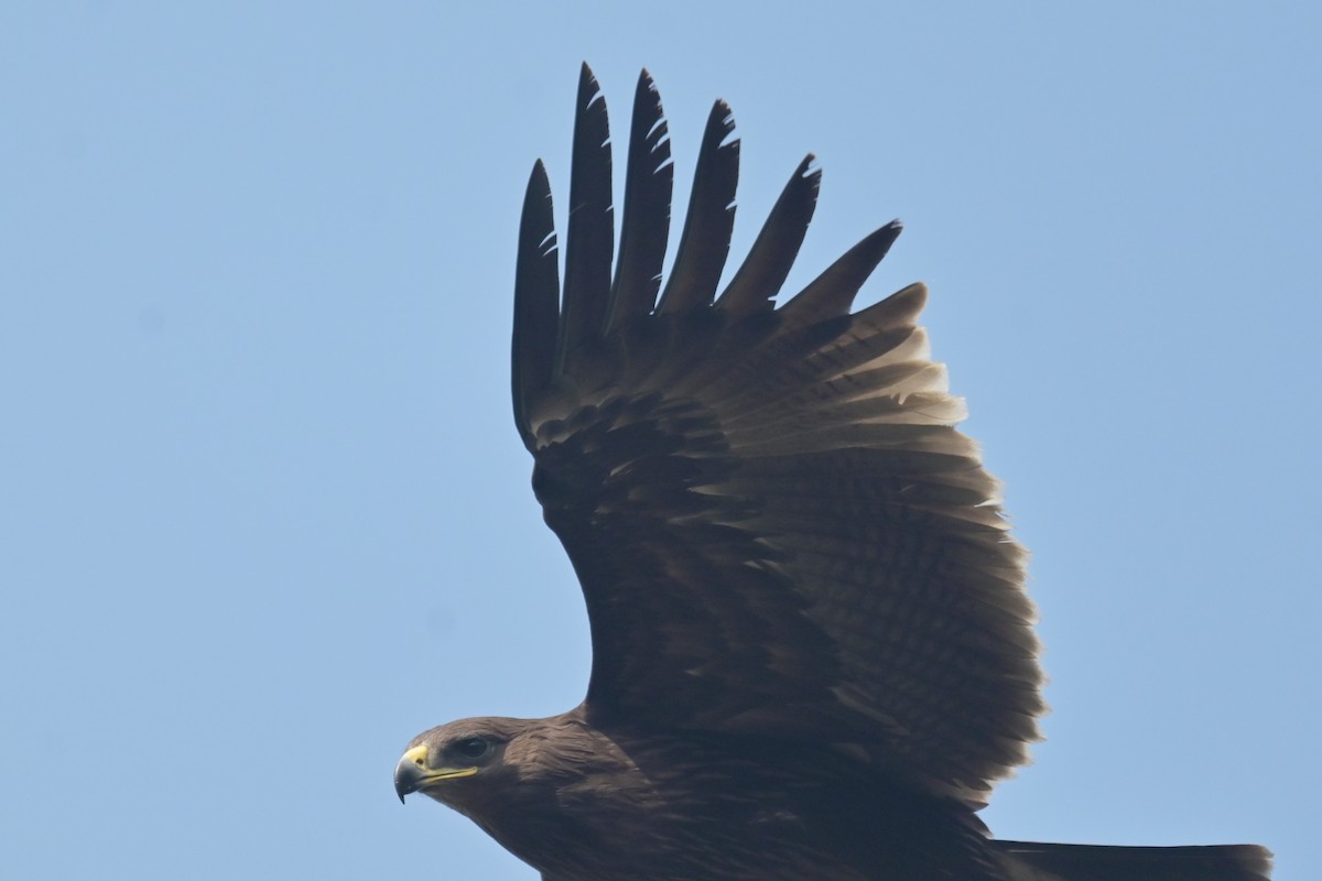 Águila India - ML641795350