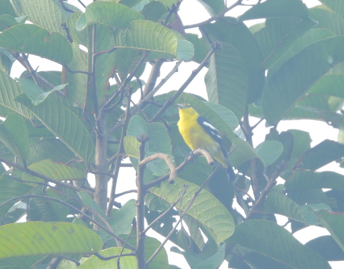 Common Iora - ML641795386