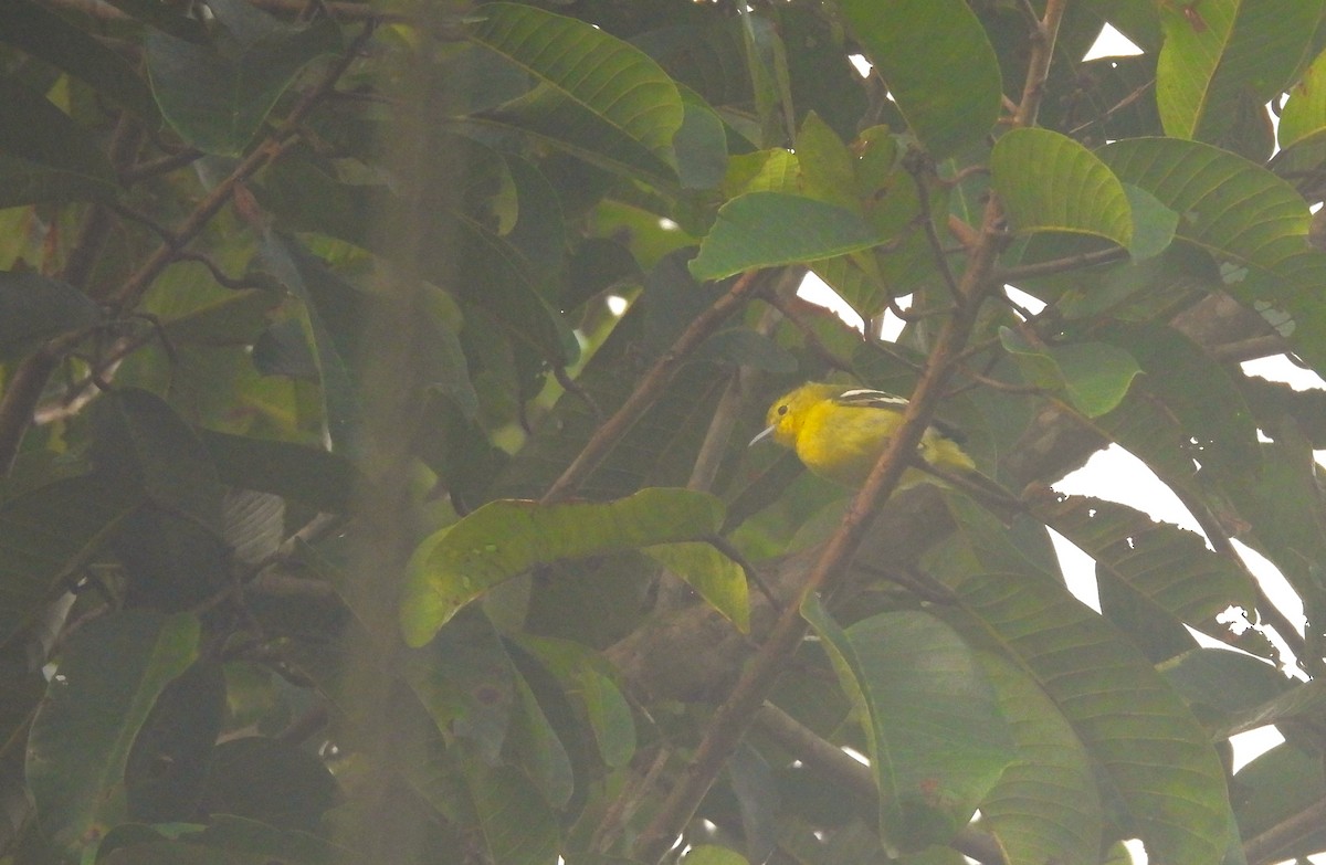 Common Iora - ML641795387