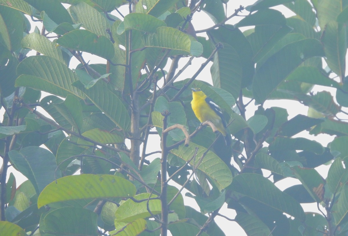Common Iora - ML641795388