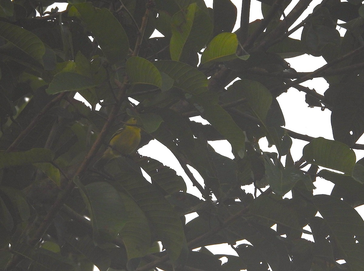 Common Iora - ML641795389