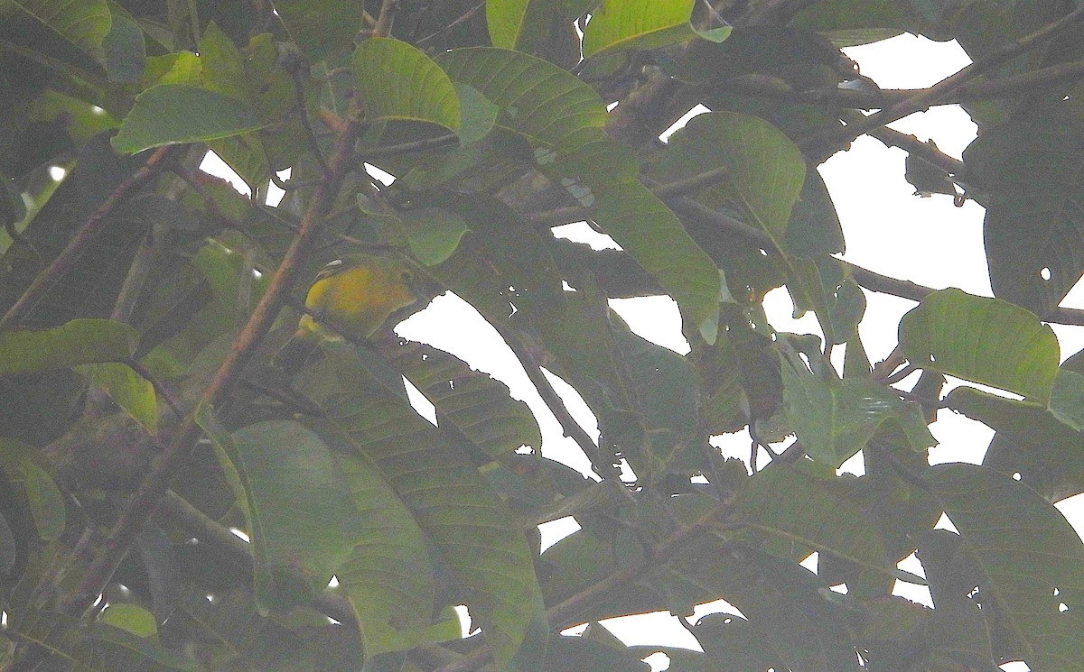 Common Iora - ML641795390