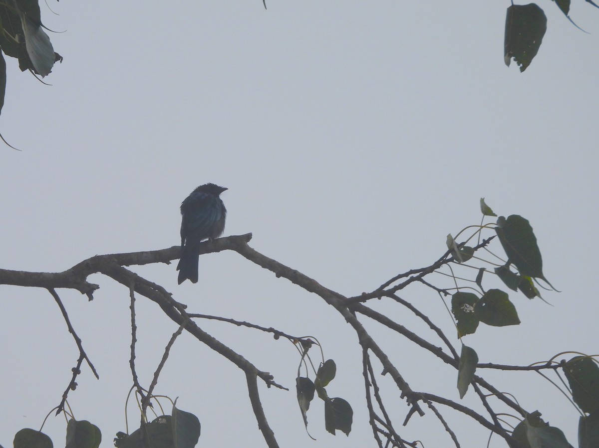 Bronzed Drongo - ML641795403