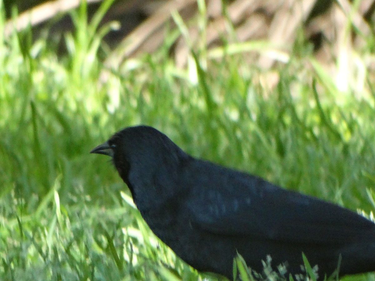 Austral Blackbird - ML641795415