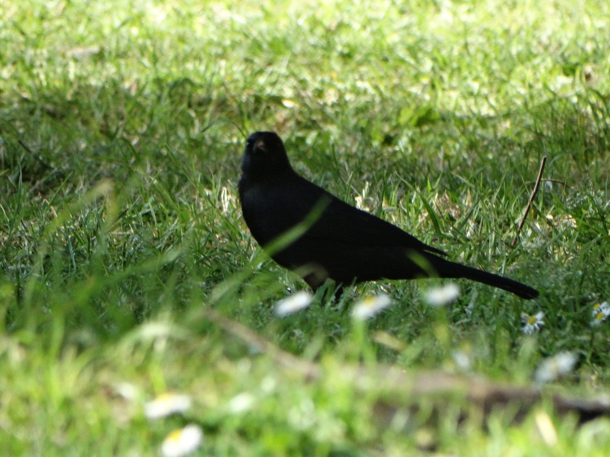 Austral Blackbird - ML641795416