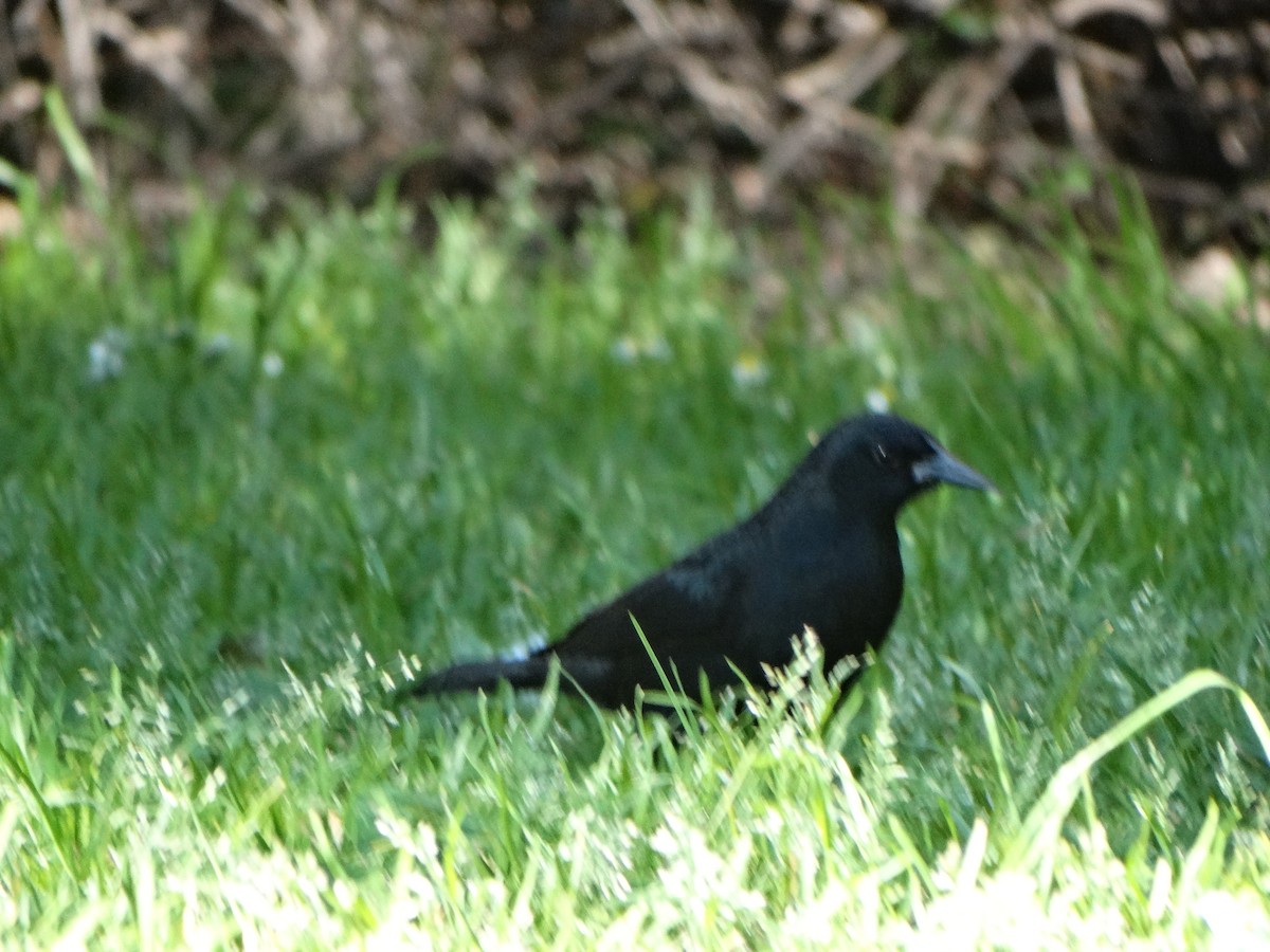 Austral Blackbird - ML641795417