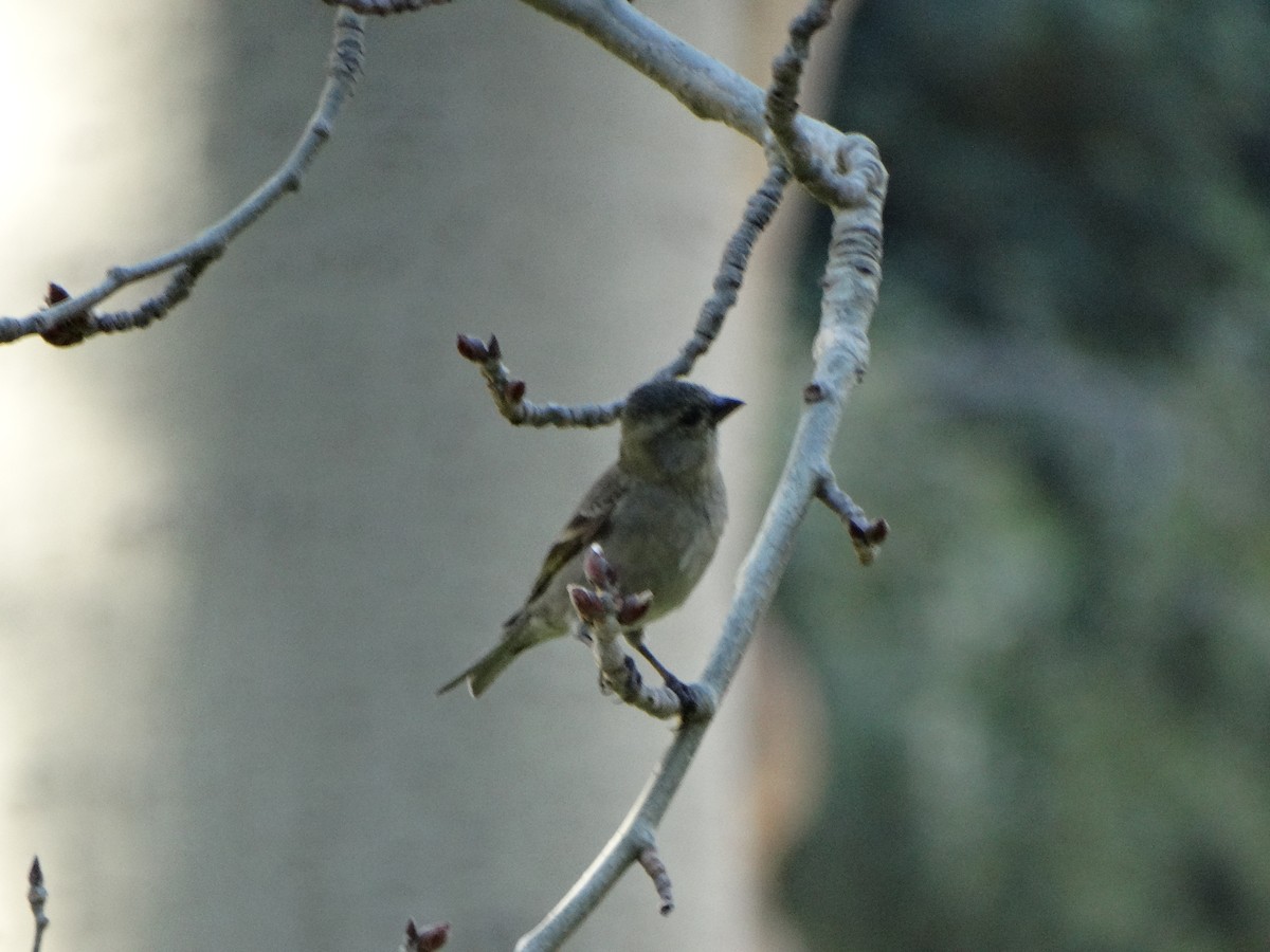 Black-chinned Siskin - ML641795439