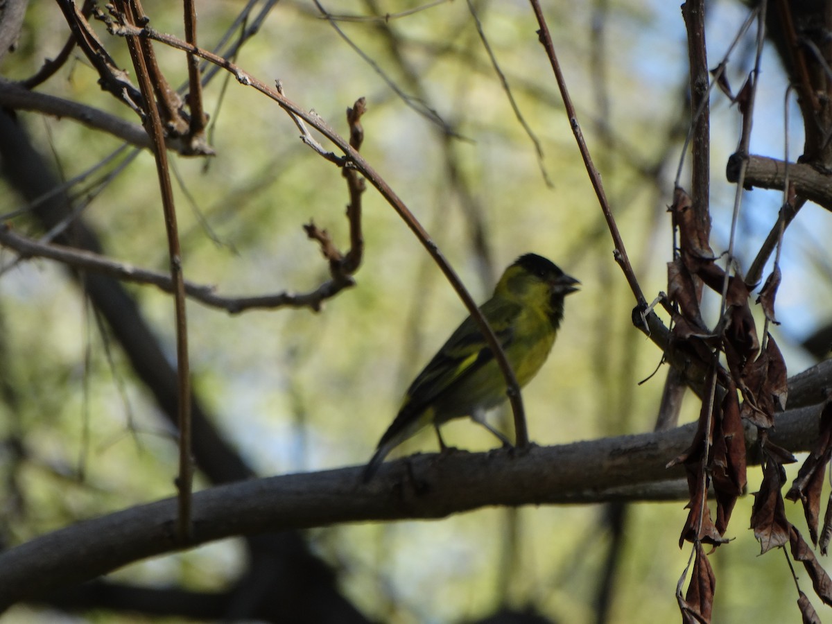 Black-chinned Siskin - ML641795440