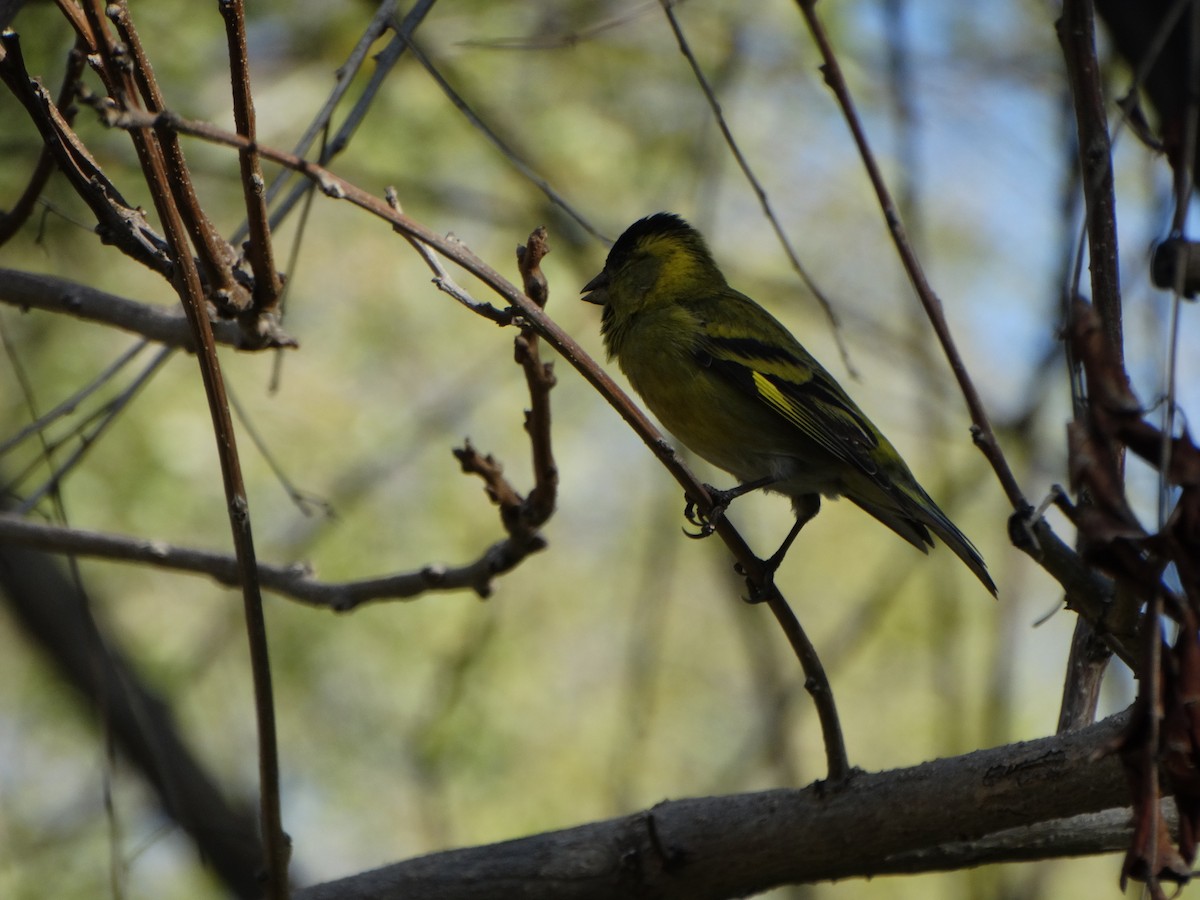 Black-chinned Siskin - ML641795441