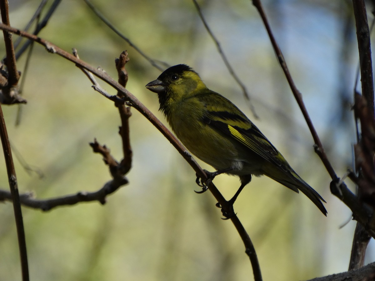 Black-chinned Siskin - ML641795442