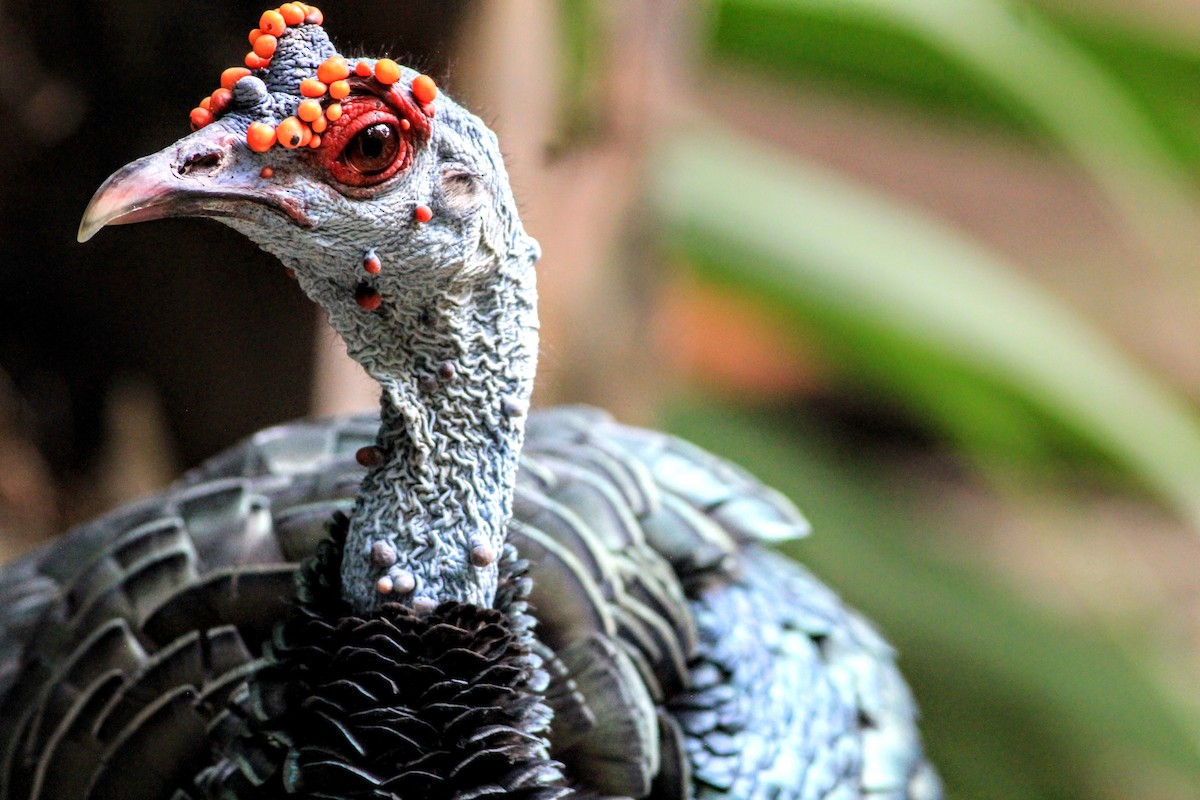 Ocellated Turkey - ML641795463