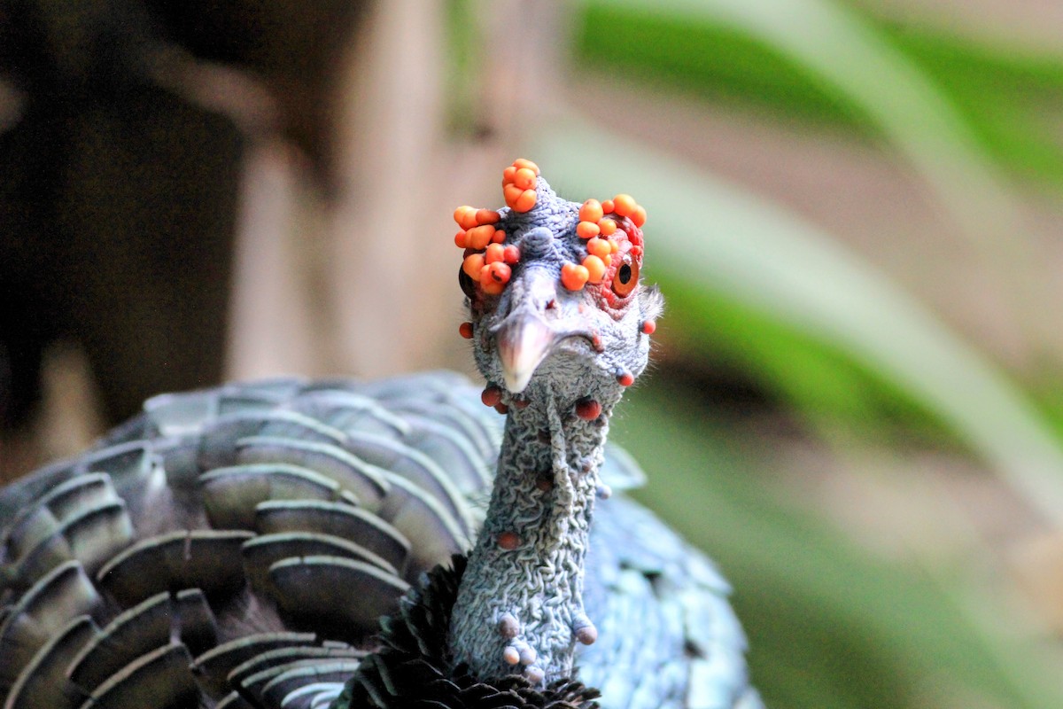 Ocellated Turkey - ML641795465