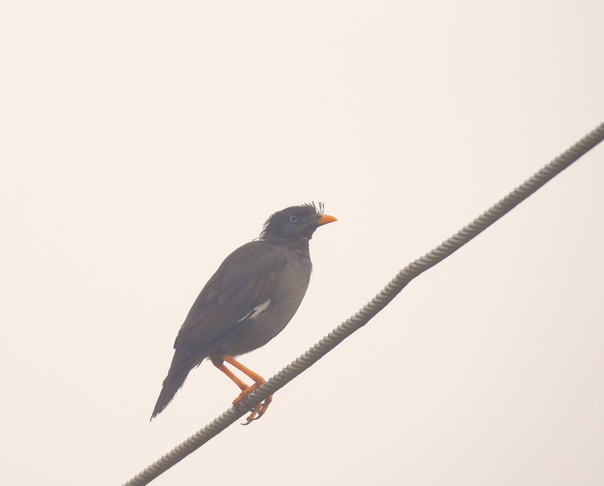 Jungle Myna - ML641795508