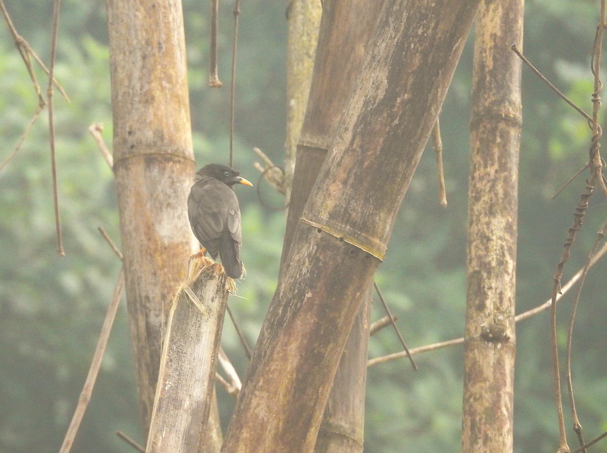 Jungle Myna - ML641795509