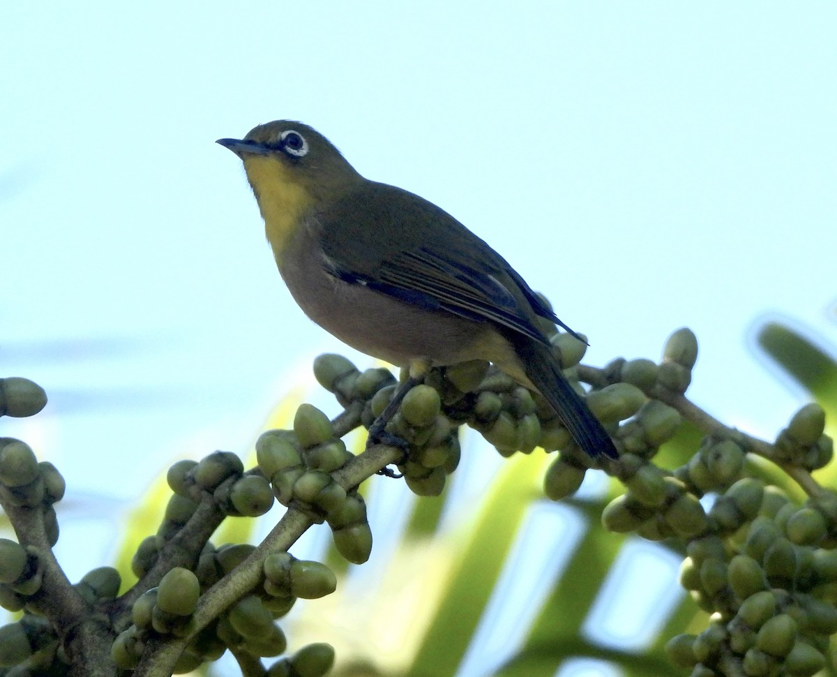 Warbling White-eye - ML641795511