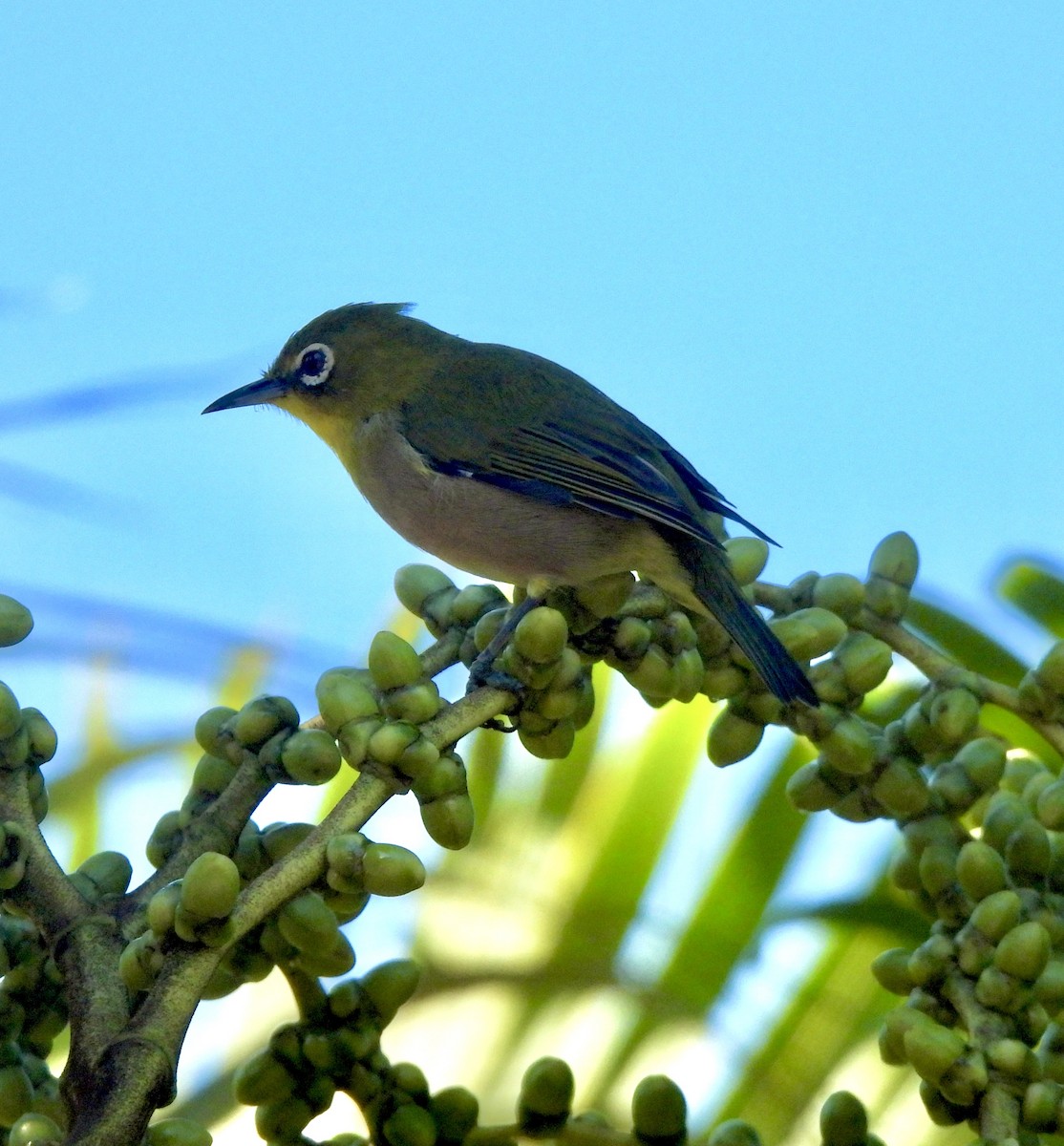 Warbling White-eye - ML641795512
