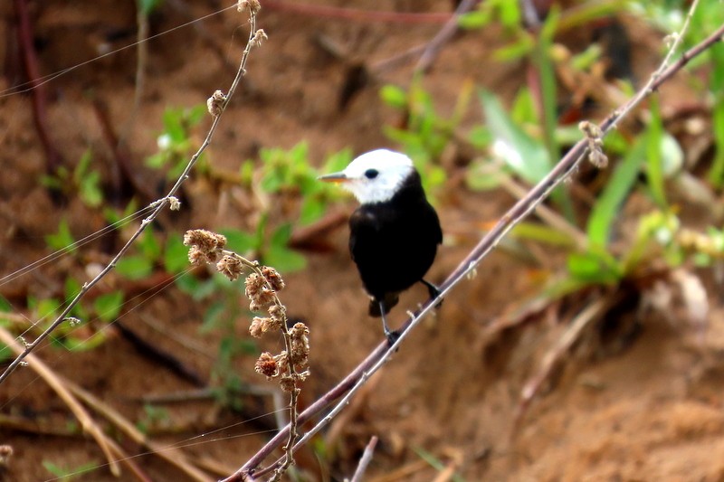 White-headed Marsh Tyrant - ML641795519