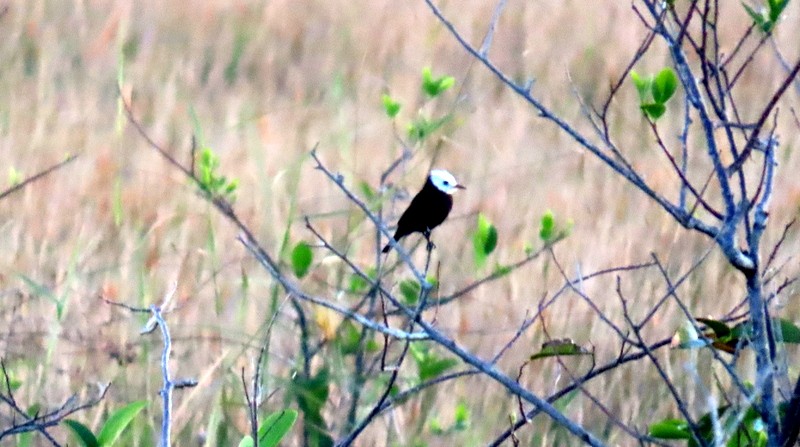 White-headed Marsh Tyrant - ML641795520