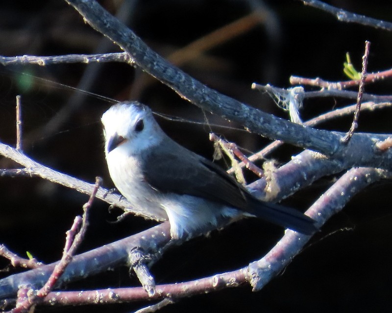 White-headed Marsh Tyrant - ML641795521