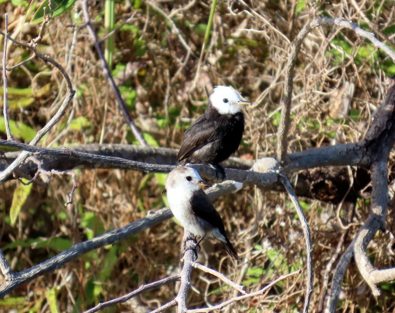 White-headed Marsh Tyrant - ML641795522