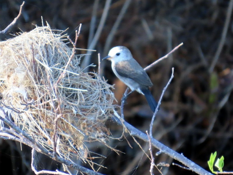 White-headed Marsh Tyrant - ML641795523