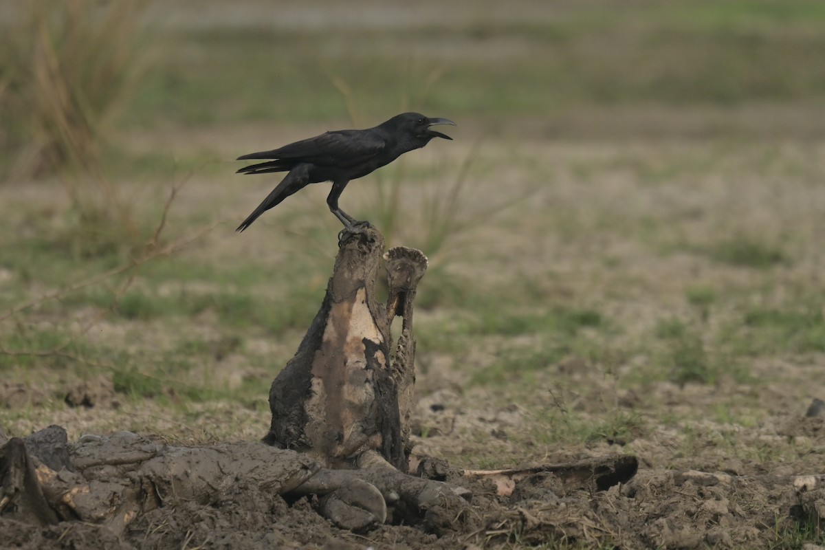 Large-billed Crow - ML641795527