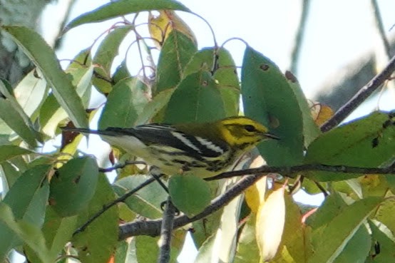 Black-throated Green Warbler - ML641795550