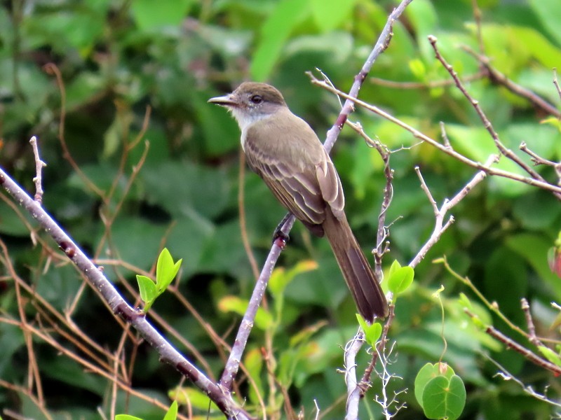 Swainson's Flycatcher - ML641795553