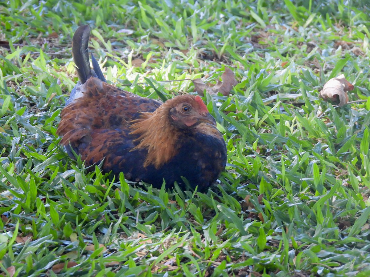 Red Junglefowl (Domestic type) - ML641795558