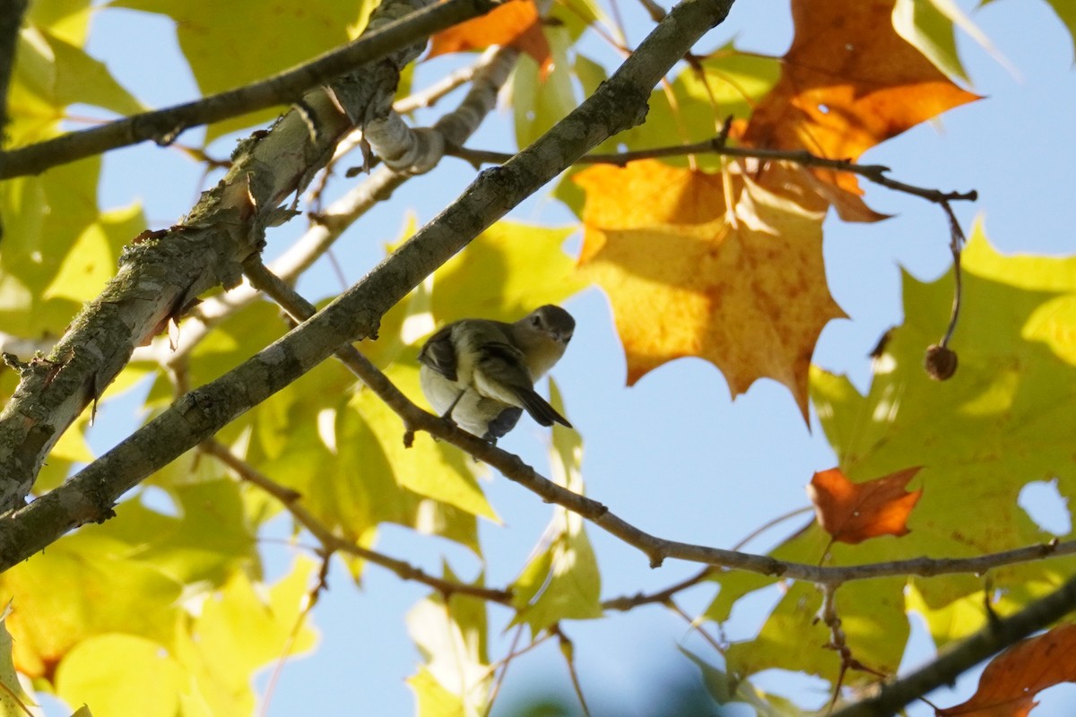 Eastern Warbling Vireo - ML641795559