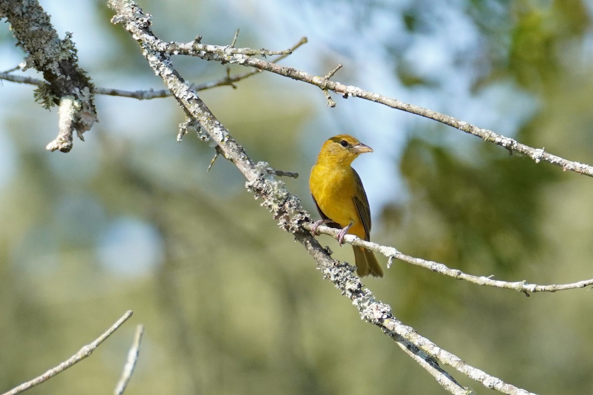 Summer Tanager - ML641795567