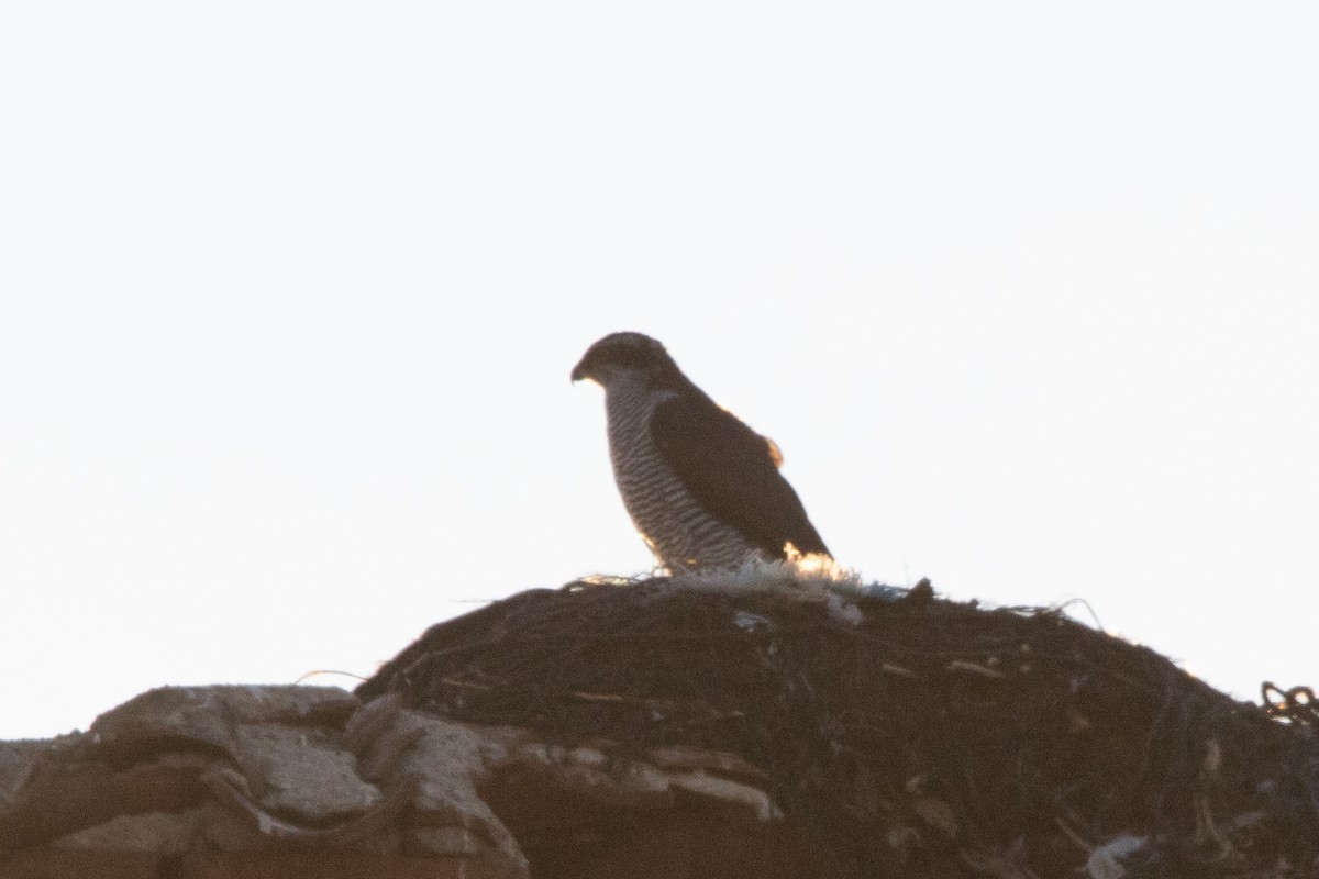 Eurasian Goshawk - ML641795575