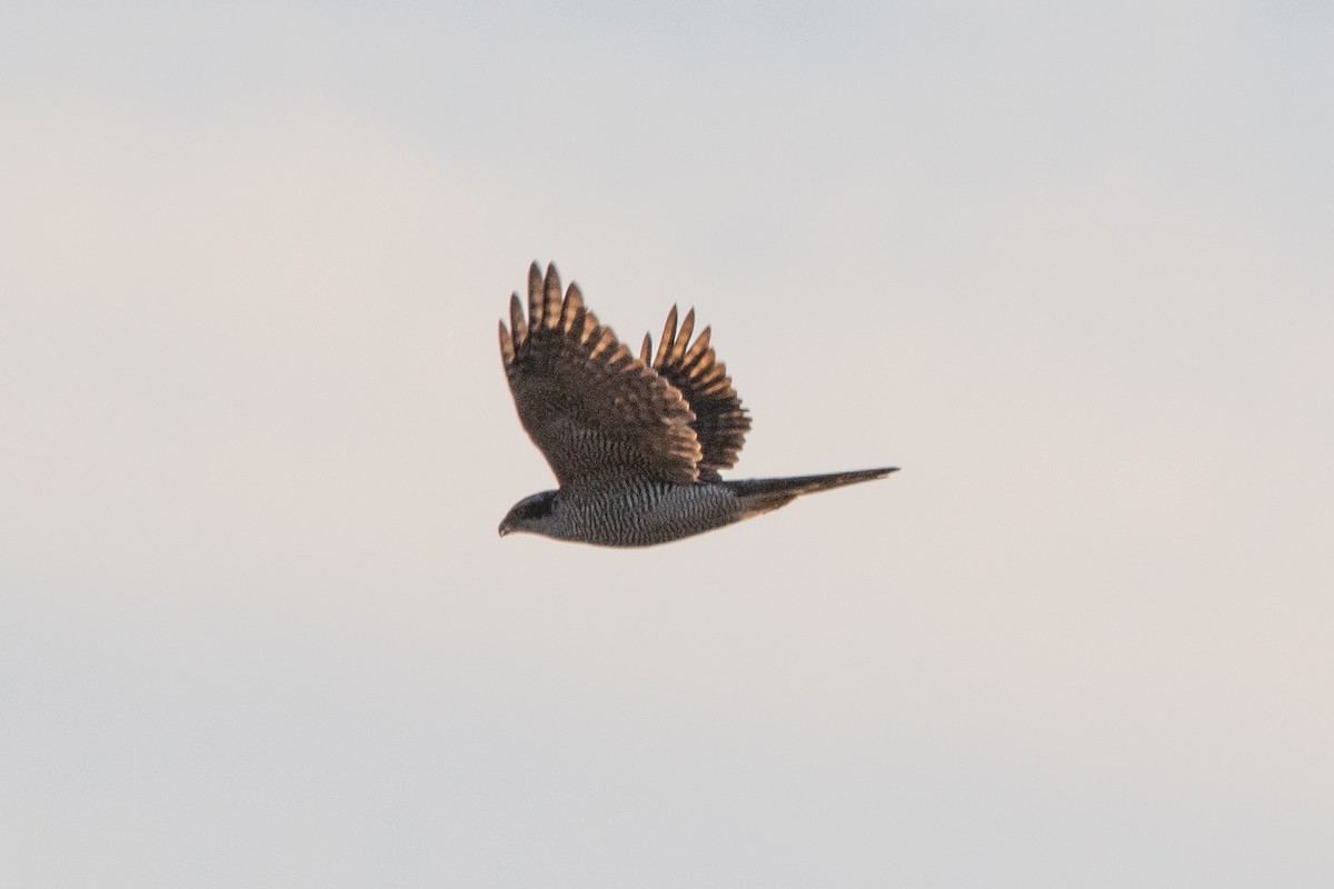 Eurasian Goshawk - ML641795576
