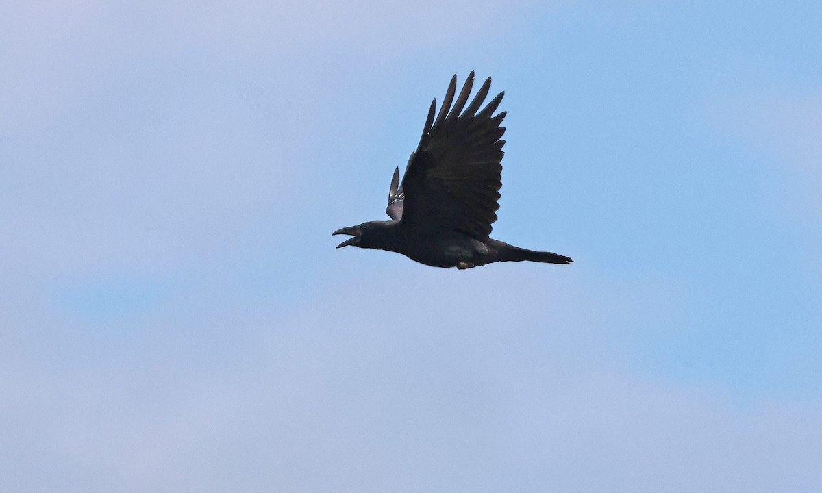 Common Raven - ML641795591