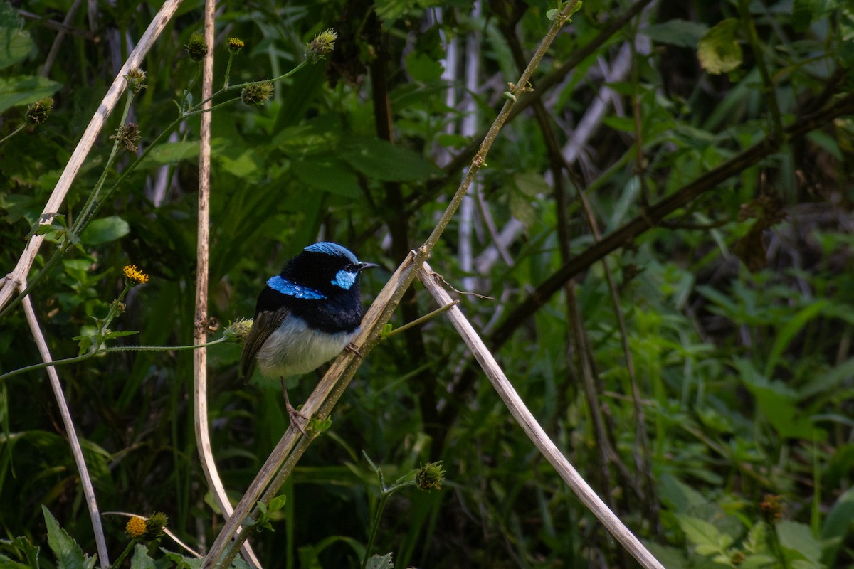 modropláštník nádherný - ML641795639