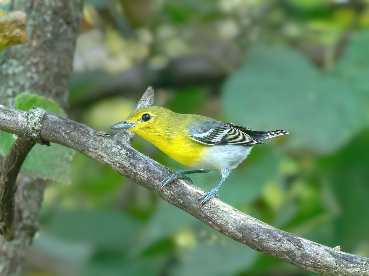 Sarı Gerdanlı Vireo - ML641795646