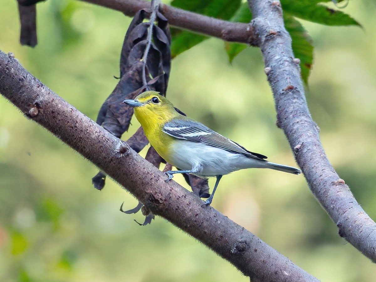 Sarı Gerdanlı Vireo - ML641795656