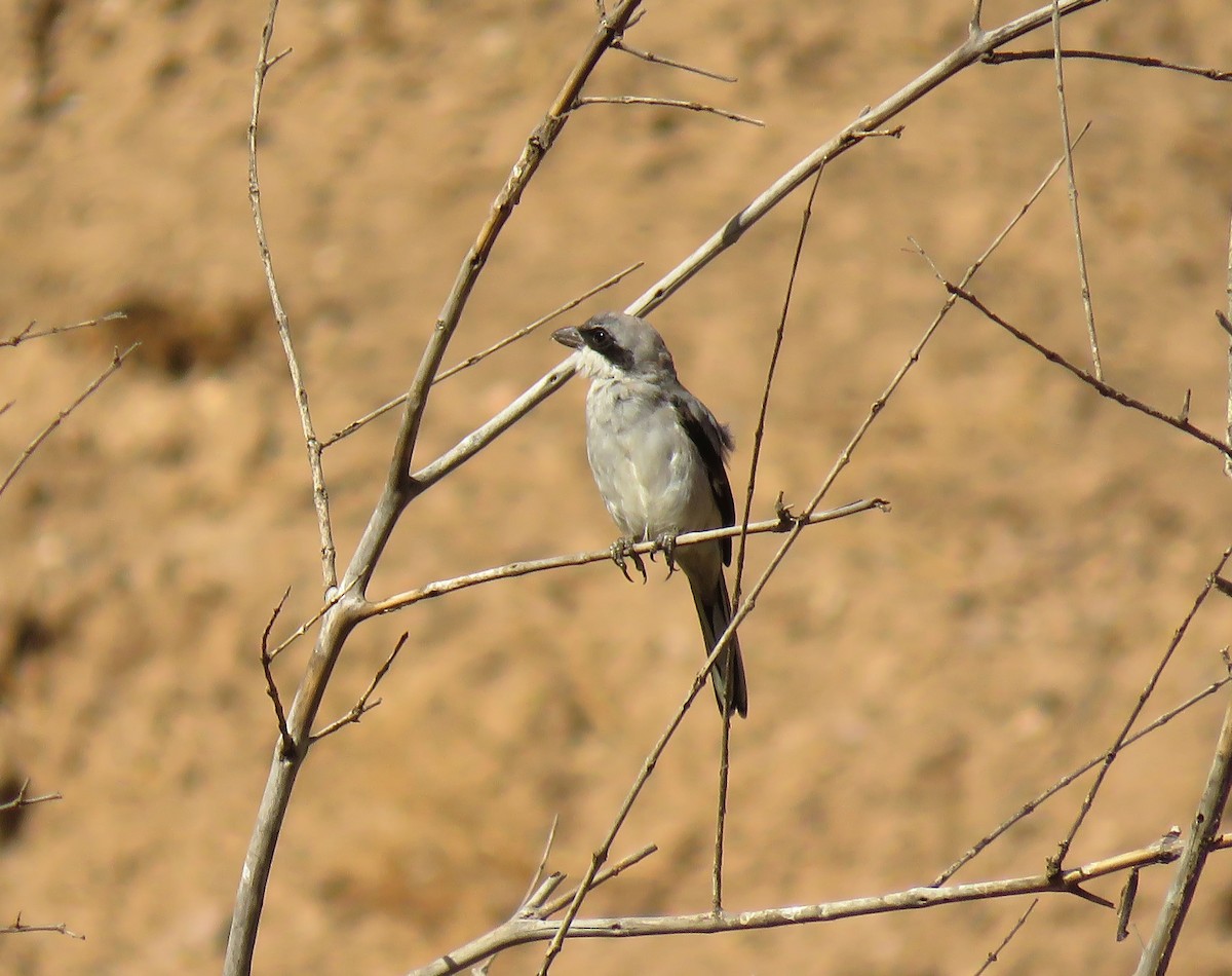 Great Gray Shrike (Sahara) - ML641795671