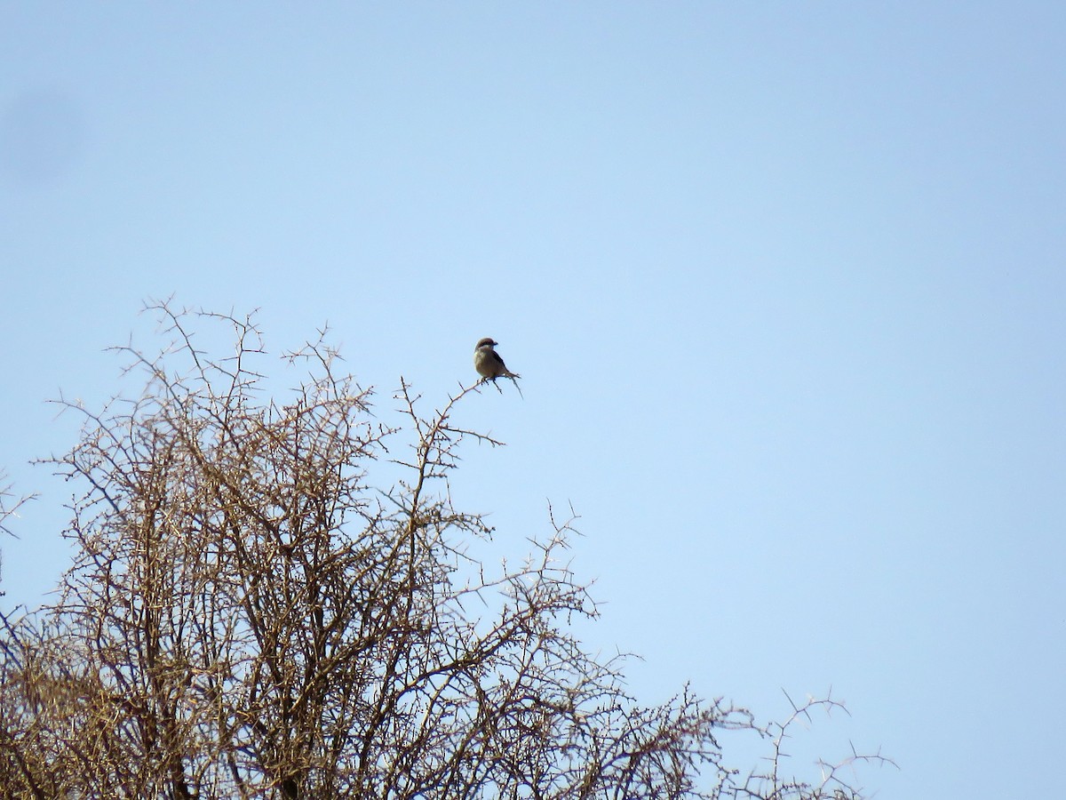 Great Gray Shrike (Sahara) - ML641795672