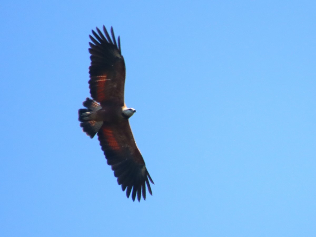 Black-collared Hawk - ML641795683