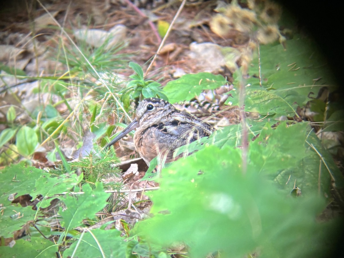 American Woodcock - ML641795696