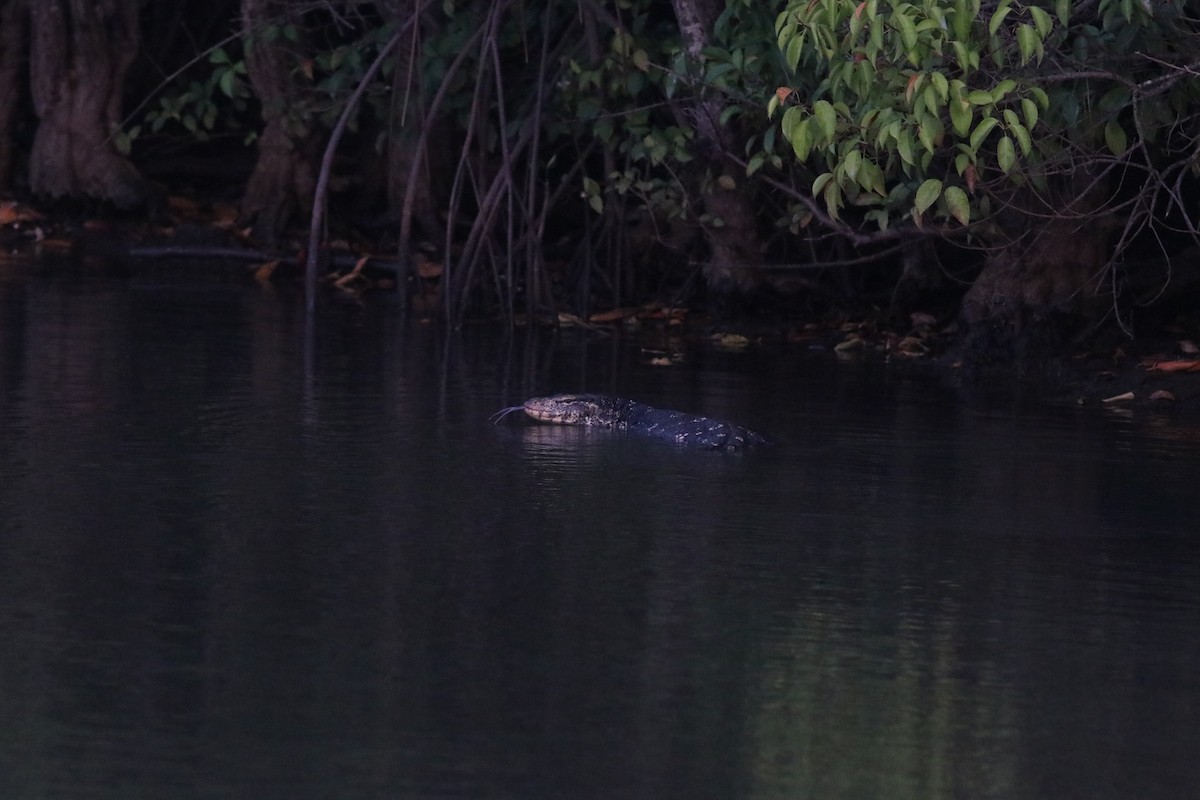 Sri Lankan Water Monitor - ML641795701