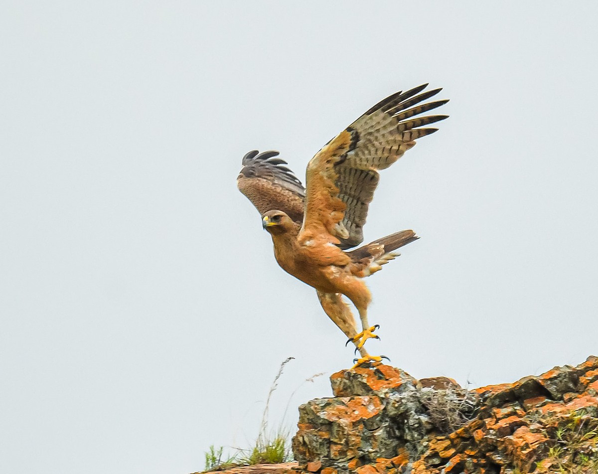 Bonelli's Eagle - ML641795707