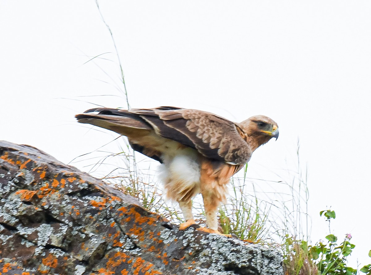 Bonelli's Eagle - ML641795708